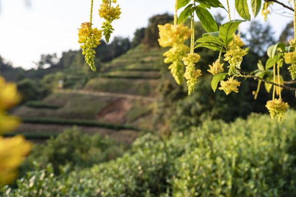 黃花遠志，一味可治肝炎失眠，又可除風溼腰痛，是補虛良品