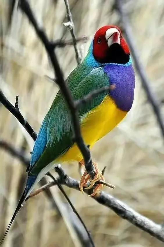 五彩斑斕的各種奇特的小鳥太可愛了，色彩豔麗，讓人賞心悅目