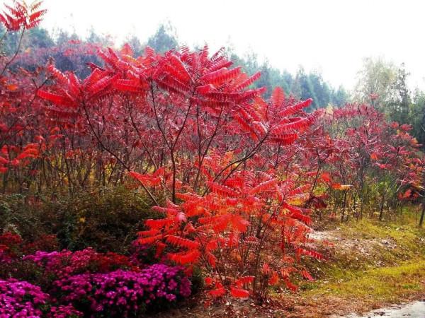 實用分享丨30款大型開花樹種介紹,白似雪、黃似陽、紅似霞,美翻 實用分享丨30款大型開花樹種介紹,白似雪、黃似陽、紅似霞,美翻