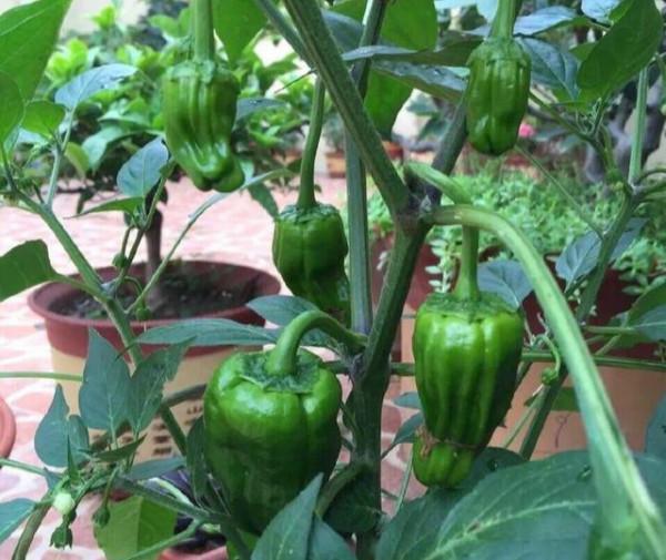 用個破油桶，陽臺種辣椒，一棵結8斤，沉得壓彎枝