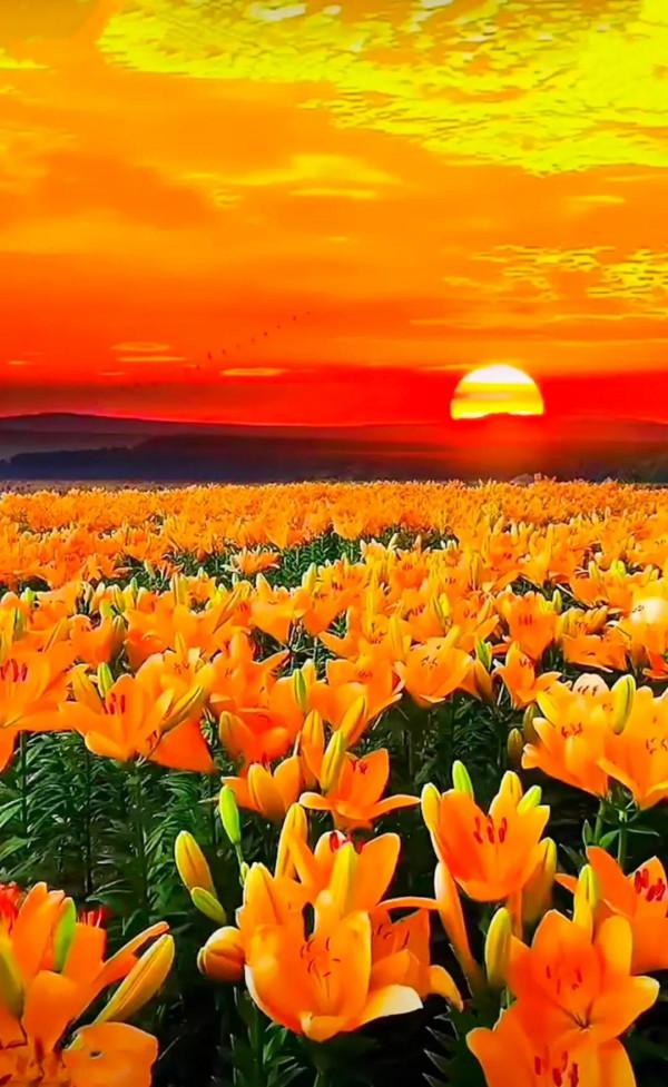 分享：五彩斑斕，千姿百態的花海，視覺盛宴，像仙境一般美麗