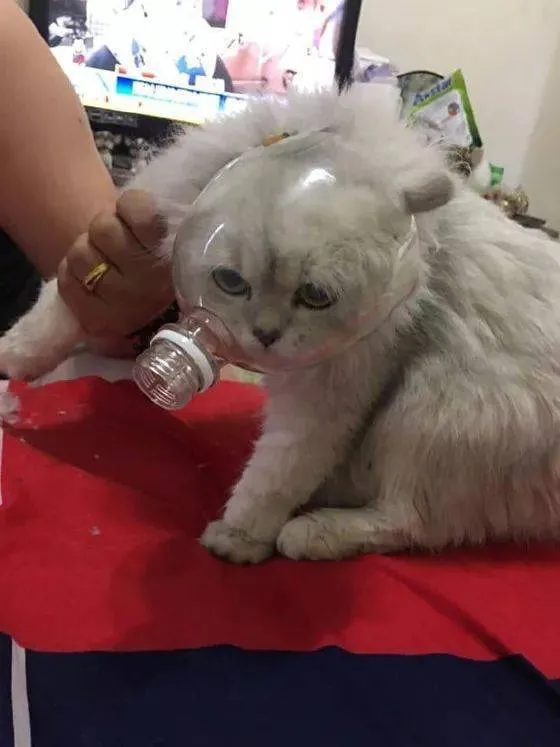 又心疼又好笑！德牧出任務追犯人，卻意外遭豪豬攻擊身中200刺