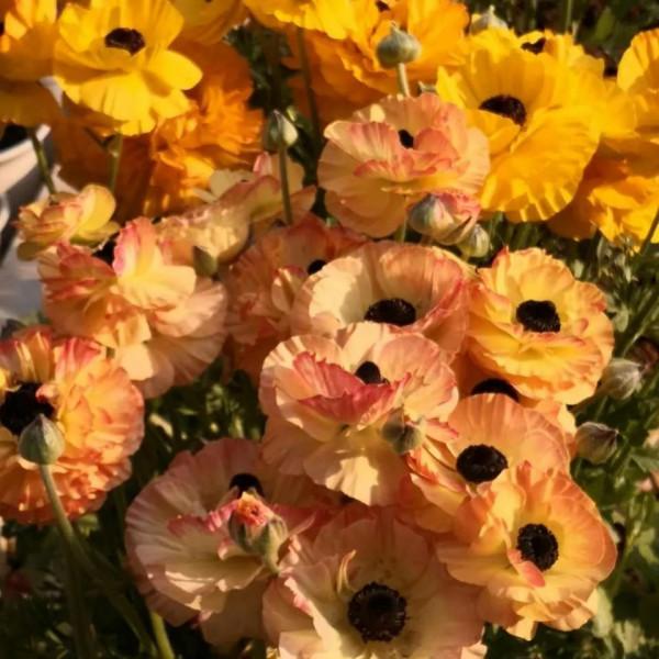 這些“冷門”花不輸“網紅”花，放在陽臺上，個個長得豔麗