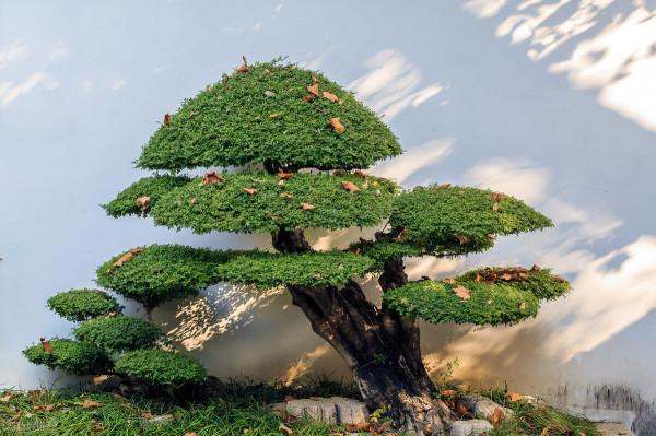 你知道“活化石”樹嗎？一起來了解一下吧