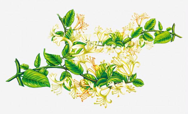 冬季，喝這6種茶最有益