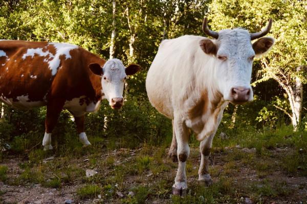 又是一年草原好時節，自駕承德千松壩森林公園