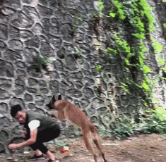 馬犬的彈跳力有多恐怖？那不是跳太高，是飛太低