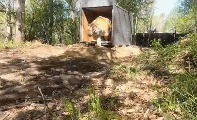 美國黃石的13倍！我國首批國家公園正式官宣，驚豔世界的風景來了