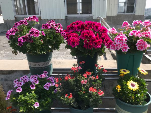 天竺葵的7個“大優點”,一年四季花不斷,家裡養十盆也不嫌多 天竺葵的7個“大優點”,一年四季花不斷,家裡養十盆也不嫌多