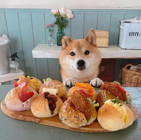 看完這位日本網友的萌寵曬照:一人一柴三餐四季,被生活治癒了 看完這位日本網友的萌寵曬照:一人一柴三餐四季,被生活治癒了