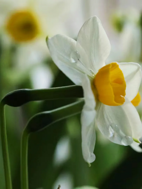 “荊”與“楚”的聯絡與區別 “荊”與“楚”的聯絡與區別