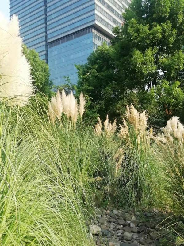 中秋佳節，蒲葦銀染