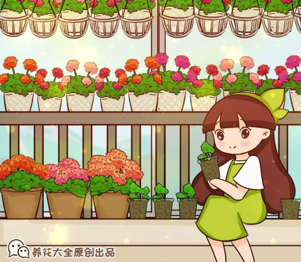 封閉陽臺想爆花，養4種“爆花機器”，剪一岔開一茬，摁都摁不住