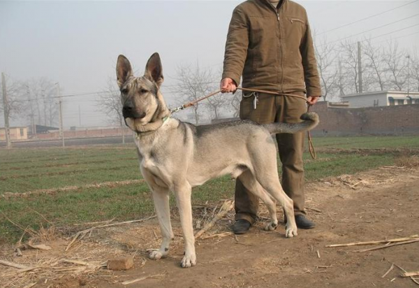為什麼一般人都不養狼青犬，看完這幾點你就知道