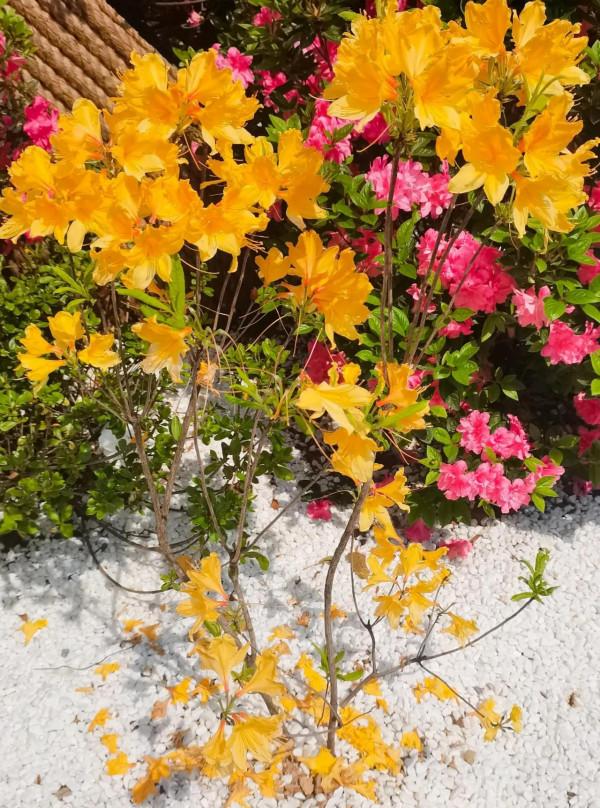 觀賞精品杜鵑 觀賞精品杜鵑