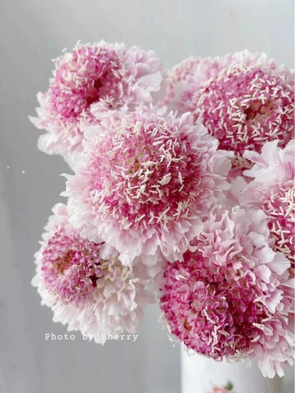 每天認識一朵花——松蟲草