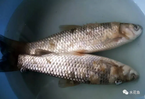 瘦身魚養殖現狀問題及關鍵技術：瘦身養殖是結果而不是養殖方式