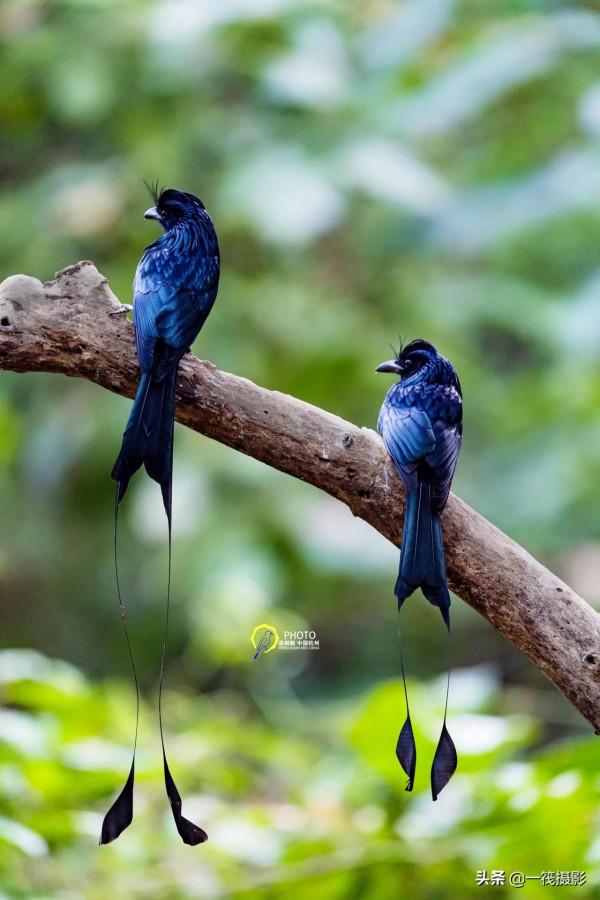 鳥兒美成雙。杭州翁劍敏/攝影 鳥兒美成雙。杭州翁劍敏/攝影