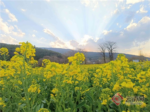 「週末去踏青」雲南網記者邀您賞安寧油菜花開
