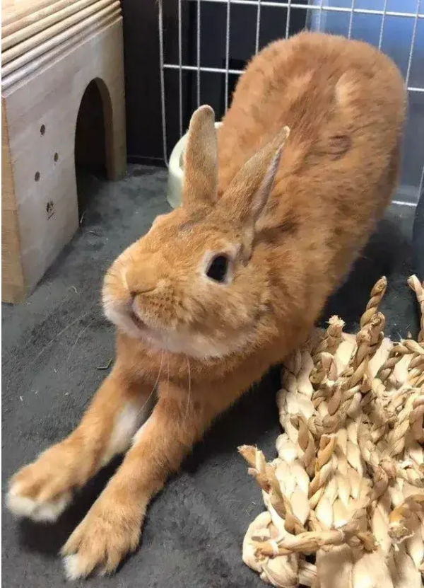 被殘疾貓媽養大的小豬,堅定地認為自己是隻貓,網友:豬咪? 被殘疾貓媽養大的小豬,堅定地認為自己是隻貓,網友:豬咪?