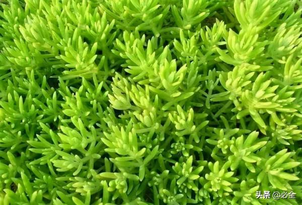 那些比草坪還美的鋪地植物