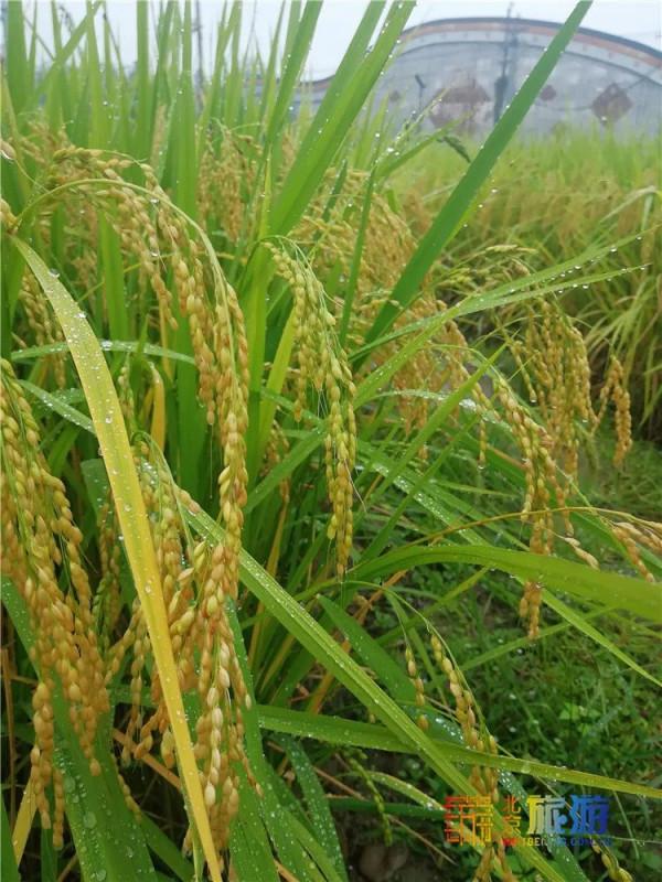 美哭了！不用去雲貴高原，在北京就能欣賞到的超美梯田，還免門票~