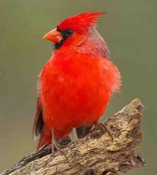 大自然中漂亮的“鳥兒”,日常生活中你見過幾種 大自然中漂亮的“鳥兒”,日常生活中你見過幾種