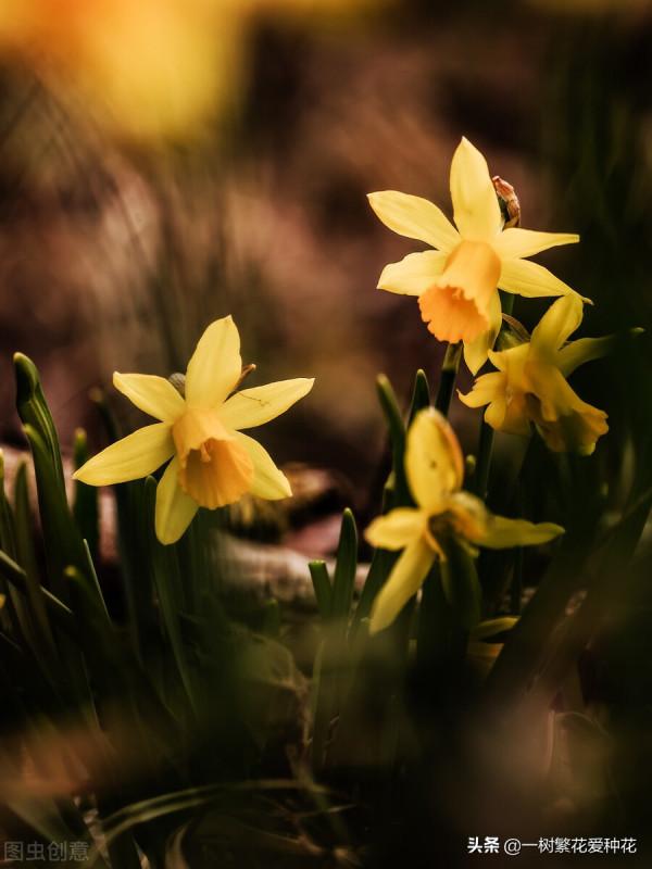 一年四季種啥花，推薦這56種花，詳細特點，讓你買到更適合自己的