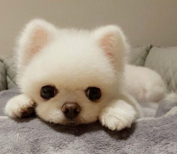 新手寵主這樣養“博美犬”,很快就上手了 新手寵主這樣養“博美犬”,很快就上手了