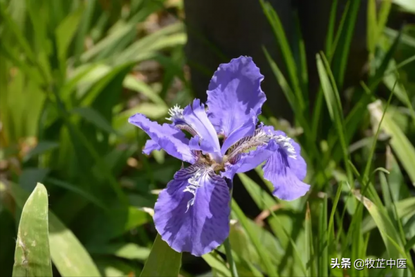 藥王孫思邈一個增強記憶力的方子,四味藥搞定健忘、失眠、盜汗 藥王孫思邈一個增強記憶力的方子,四味藥搞定健忘、失眠、盜汗