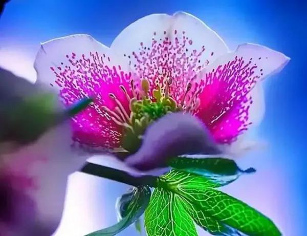 世界金獎醉美的花卉