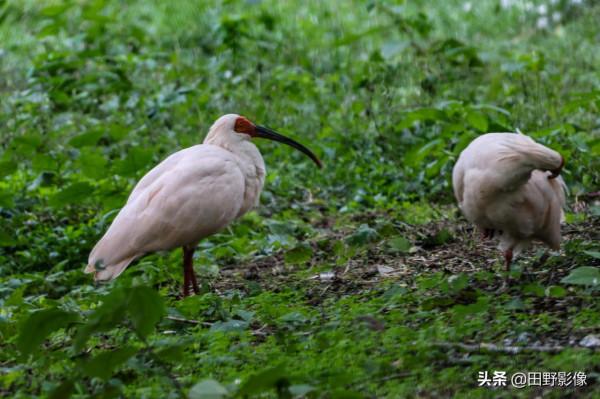 陝西科普新地標 秦嶺四寶科學公園