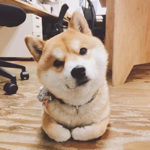 2019年,憨犬阿奇與我的離奇緣分 2019年,憨犬阿奇與我的離奇緣分