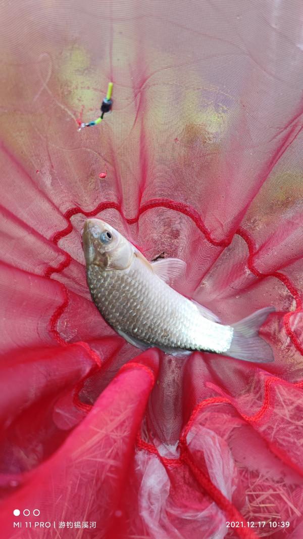 開杆即中目標大板鯽，誰料世事難如願