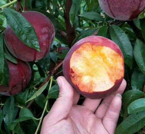 我國優質果樹崛起，產量客觀，有一定的市場前景，你清楚嗎