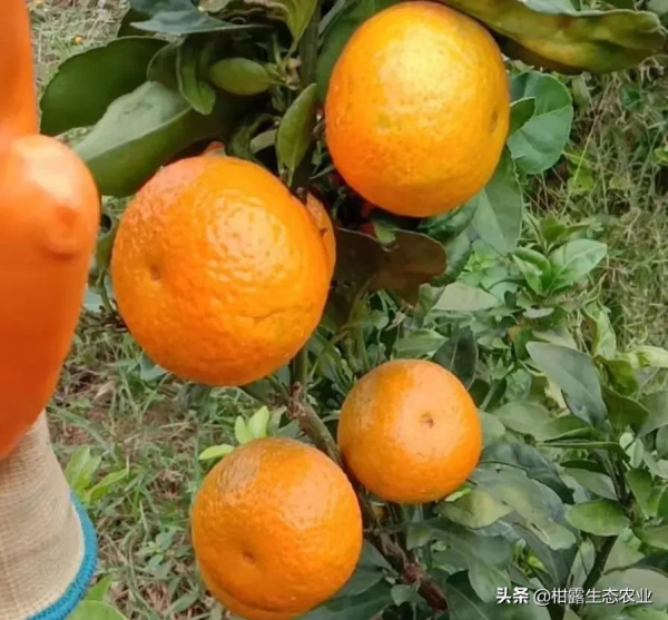 10月22日,金秋砂糖橘、皇帝柑、愛媛、南豐蜜橘價格行情分享 10月22日,金秋砂糖橘、皇帝柑、愛媛、南豐蜜橘價格行情分享