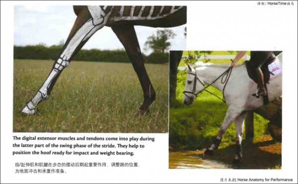馬的結締組織、筋膜和肌腱