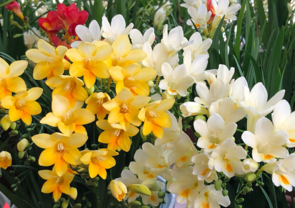 5種“耐寒花”，好看不怕凍，低溫也能爆花，一直開到初夏