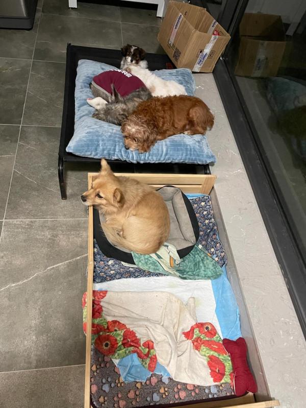 家有小狗初長成