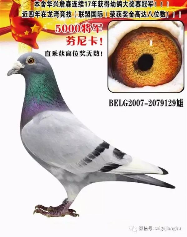 三羽天價鴿,背後的“冠軍王朝” 三羽天價鴿,背後的“冠軍王朝”