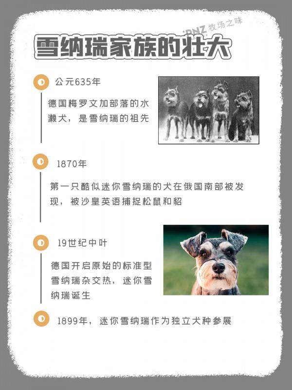 小個子的大智慧-迷你雪納瑞