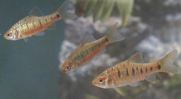 釣到這些魚，就趕緊放生吧，國家一二級保護野生魚類大全