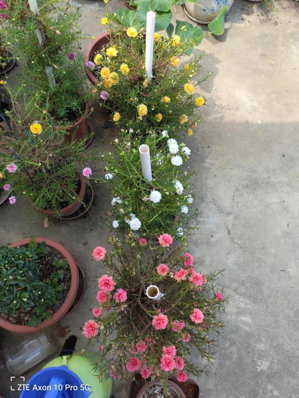 三棵太陽花 三棵太陽花