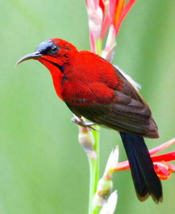 分享圖片&mdash;&mdash;美麗彩色小鳥集錦