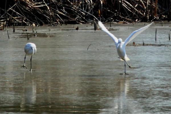 崇明有一群“冰上精靈”