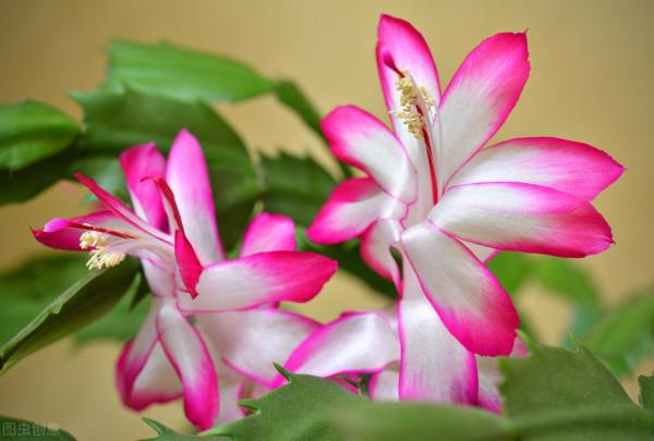 養花用磷酸二氫鉀,十個小“秘密”要知道,否則效果大打折扣 養花用磷酸二氫鉀,十個小“秘密”要知道,否則效果大打折扣