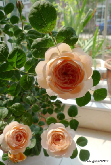 三種“漂亮花”，好養顏值高，卻被花友“嫌棄”，不是沒道理