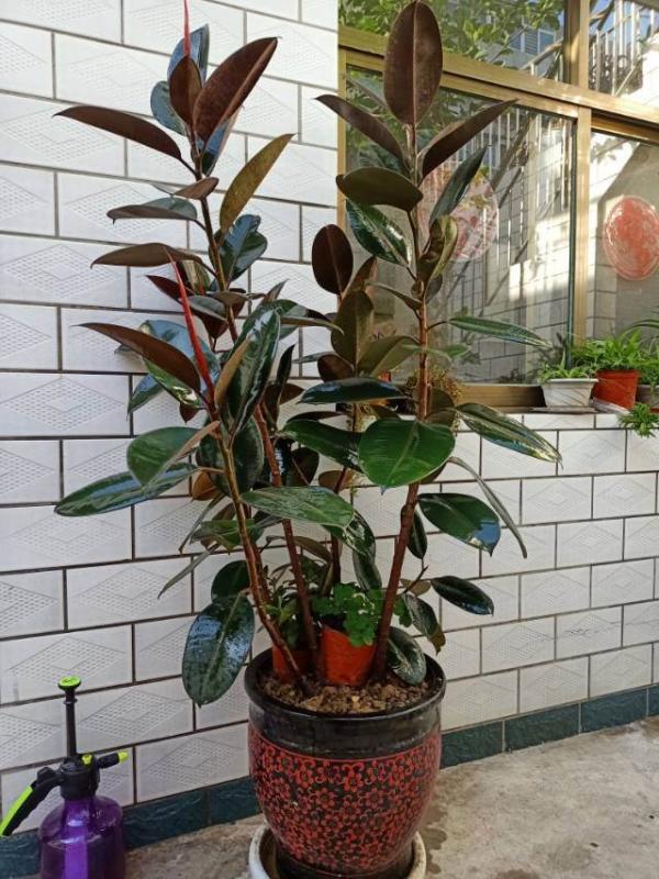 8種花,是個人就能養好,為啥我養不好 8種花,是個人就能養好,為啥我養不好