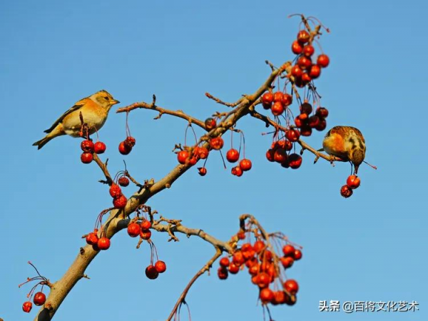 2022第一拍「百將文化」吃海棠果的燕雀