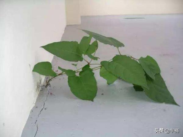 入侵英國導致房價暴跌的日本虎杖,為何我國敢大力種植? 入侵英國導致房價暴跌的日本虎杖,為何我國敢大力種植?